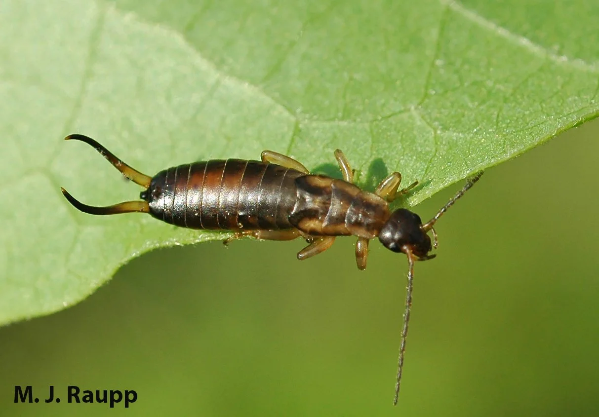 Always a surprise: European earwig, Forficula auricularia — Bug of